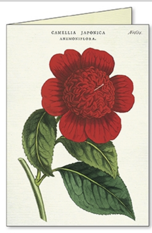 Botanical Boxed Notecards
