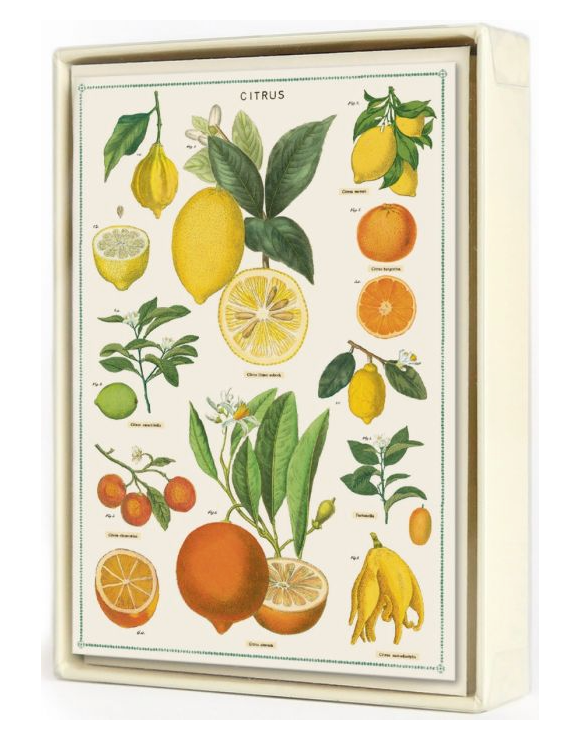 Citrus Boxed Notecards